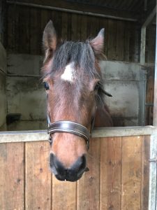 cute bay horse in stable