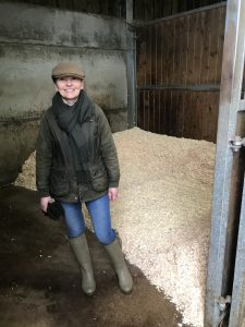 New bed of shavings in stable