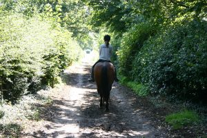 Horse and rider on scenic lane image