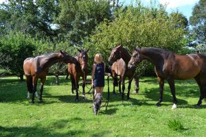 Mikaela Soratie with her bay horses, from the left 5yo Lorenzo, 6yo Founder, 5yo La Vita and 12yo Dacor