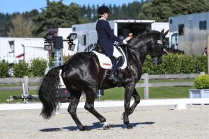 Vanessa Way with her current Grand prix horse on NZ squad