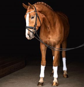 image of a beautiful chestnut dressage horse